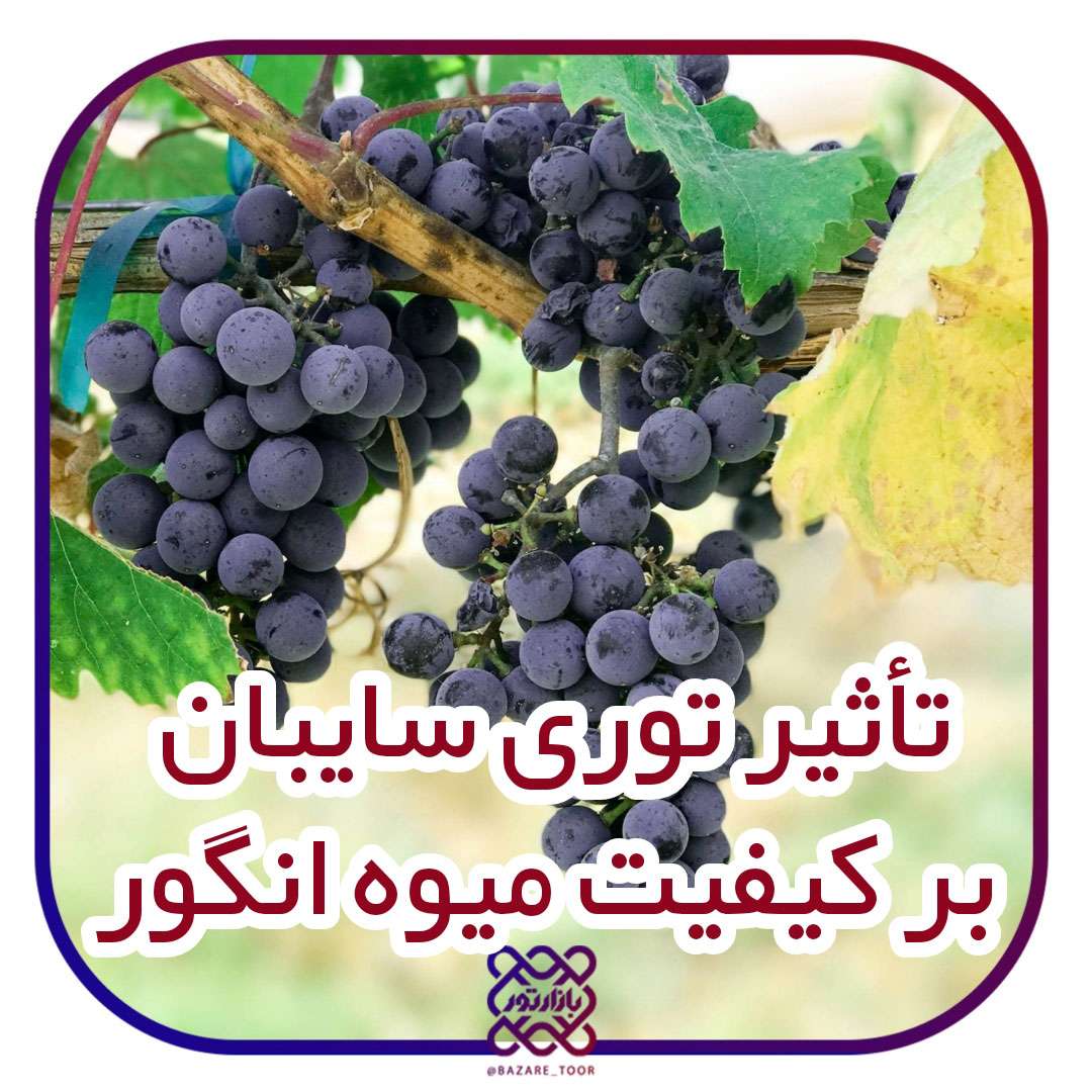 تاثیر توری سایبان بر کیفیت محصول  انگور
