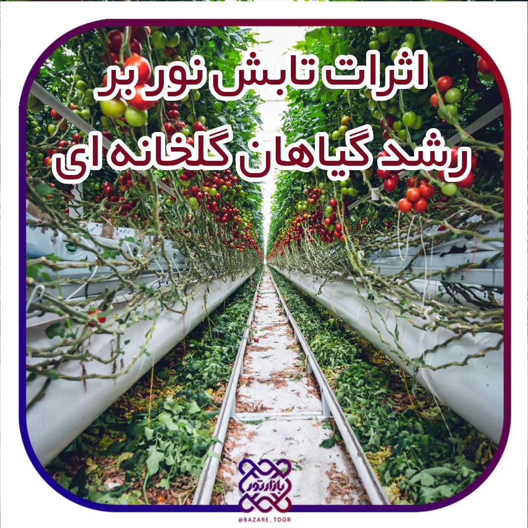 مدت تابش نور بر رشد گیاهان گلخانه ای چه تاثیری  دارد؟