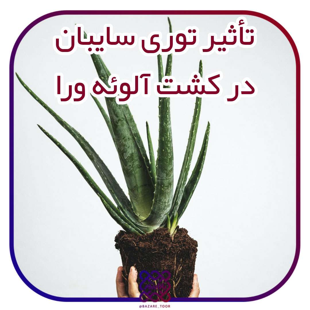 تأثیر توری سایبان در کشت آلوئه ورا