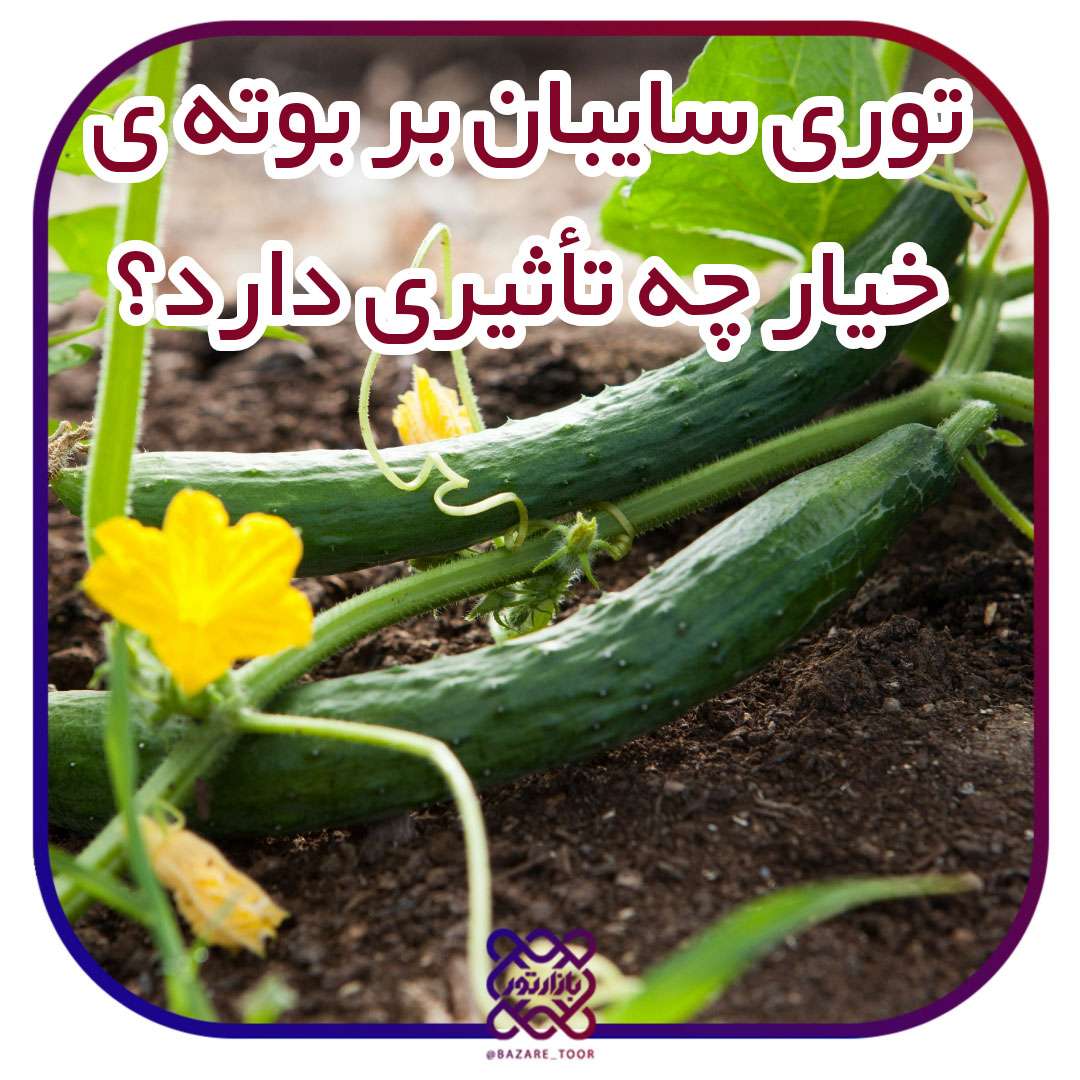 توری سایبان بر بوته ی خیار چه تأثیری دارد؟