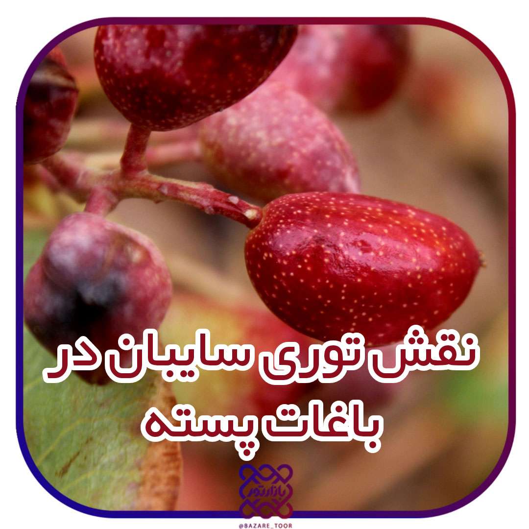 نقش توری سایبان در باغات پسته