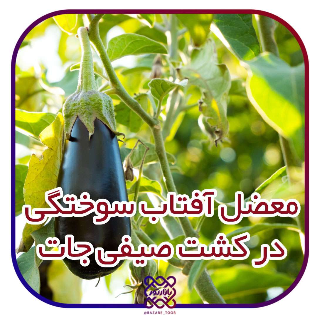 معضل آفتاب سوختگی در کشت صیفی جات